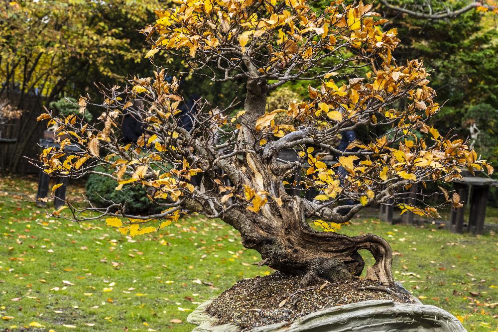 Botanick� zahrada Praha - v�stava bonsa�.