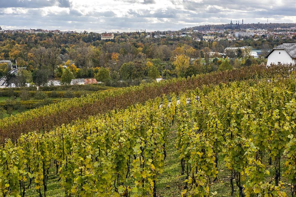 Botanick� zahrada Praha - vinice svat� Kl�ry.