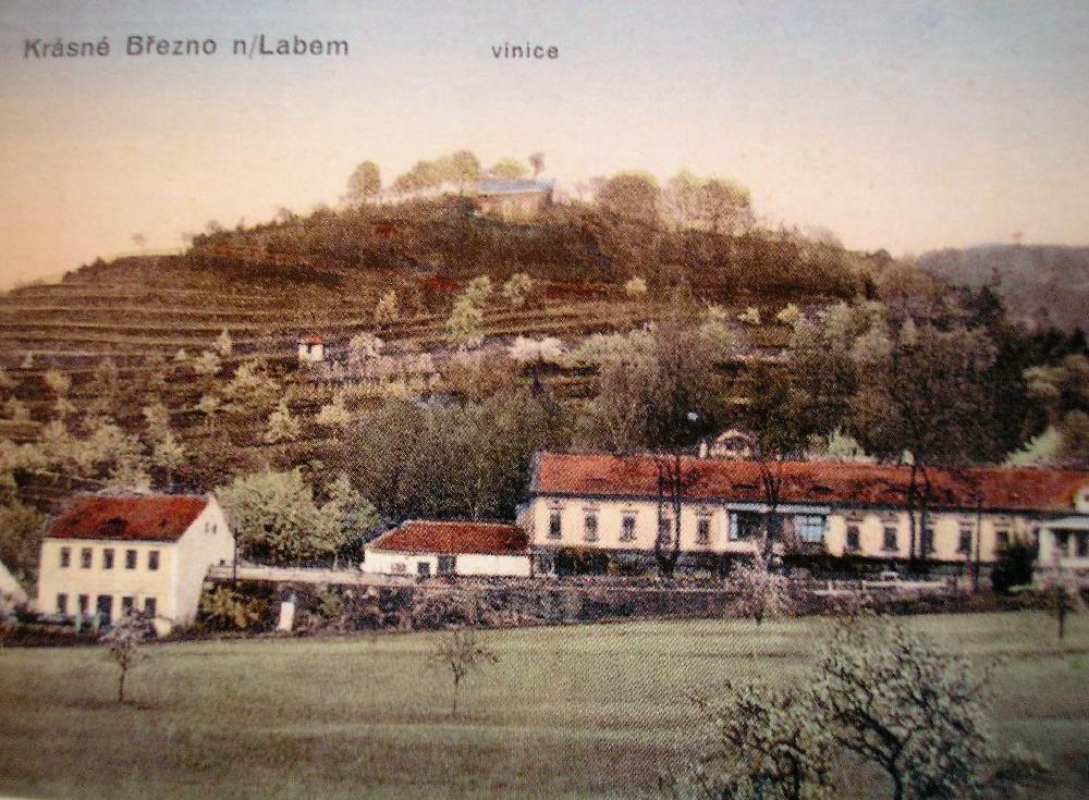 Vini�n� vrch nad Kr�sn�m B�eznem.