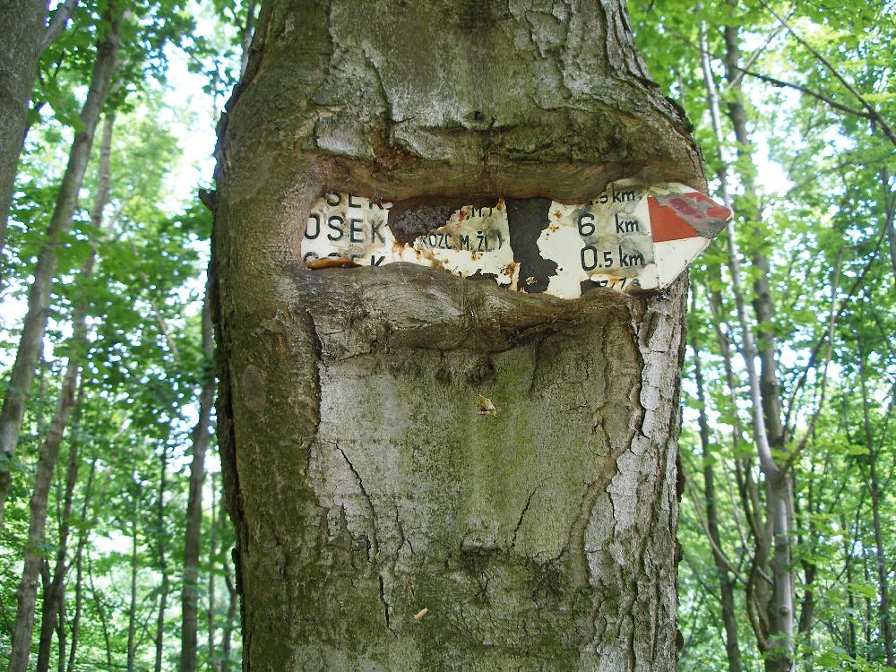 Buk si nep�eje zna�en� k ruin� hradu R�zmburk.