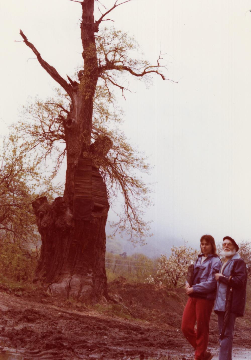 Albrechtick�mu dub. Jeze�sk� d�da Lev Kone�n� s vnu�kou. Dub zni�en vandaly r. 1993