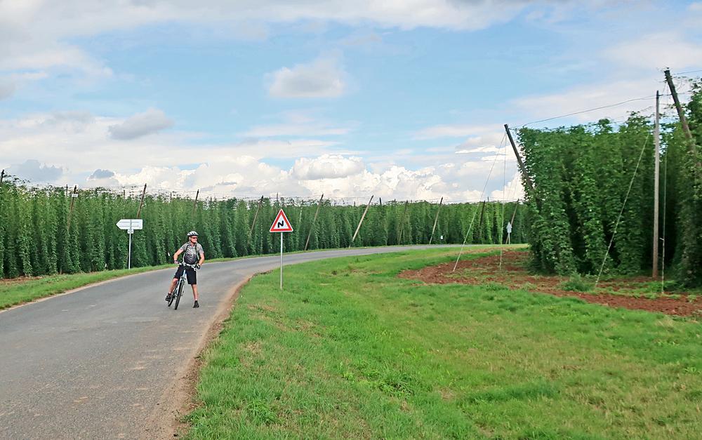 Cesta chmelnicemi u z�mku Stekn�k na �atecku.