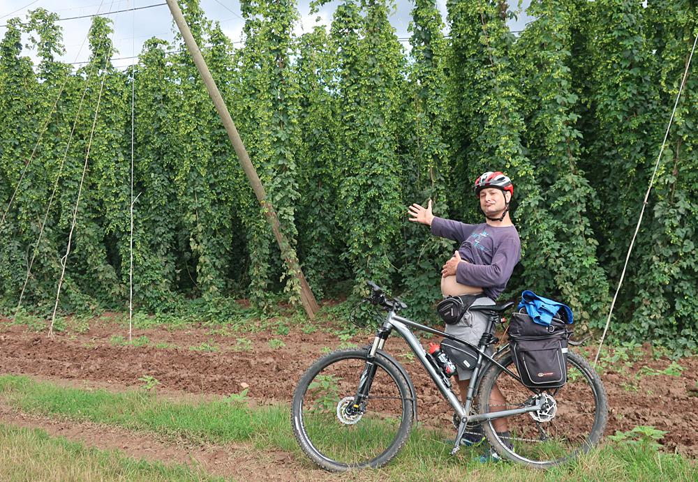 Cyklista (redaktor Turistick�ho magaz�nu) ve chmelnici u z�mku Stekn�k.