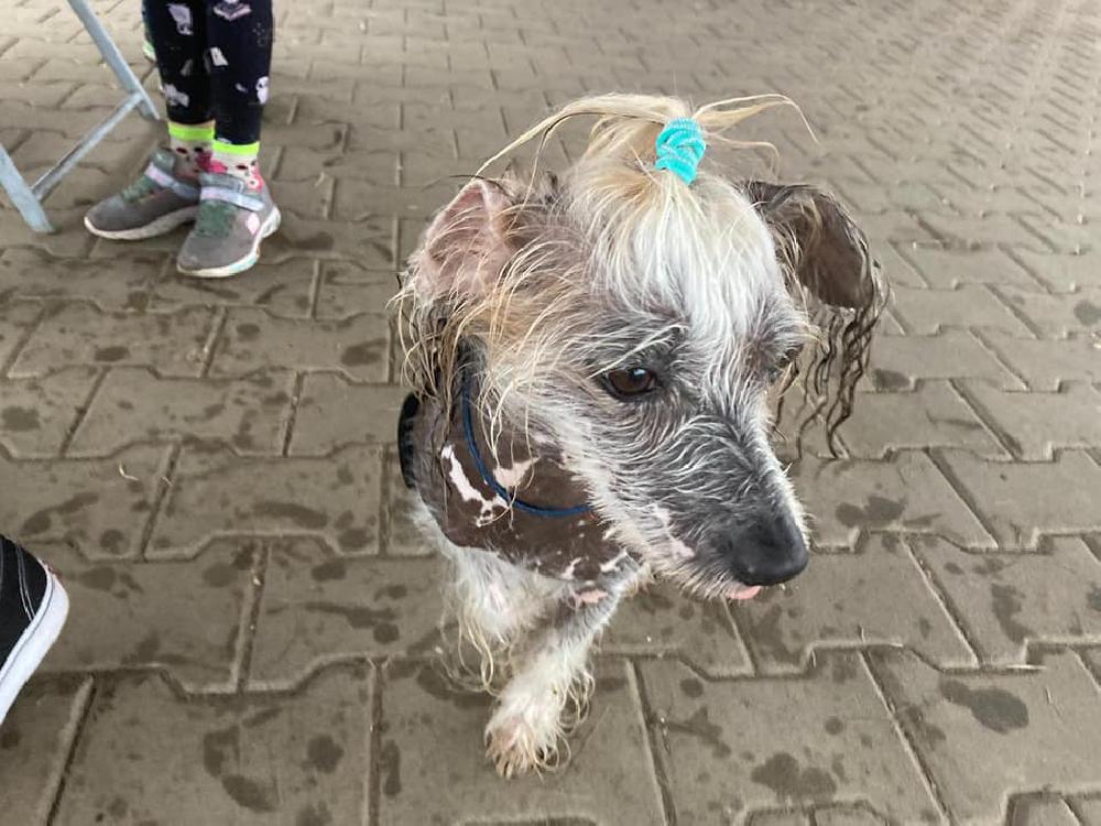 Ps� turista na trase pochodu Bene�ovsk� rokle.