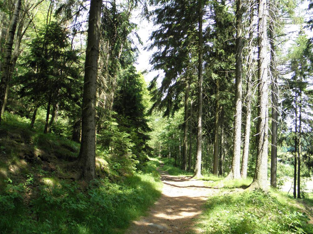 Gruner Strich (Grossschonau - Lausche) 