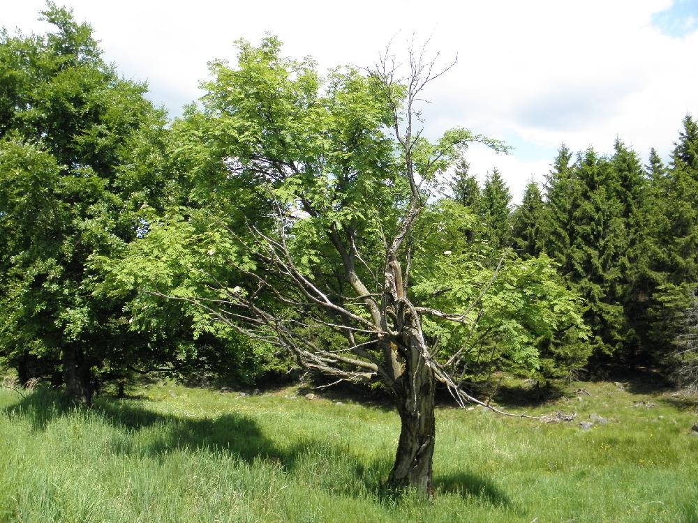 A je�t� jeden p��klad deformovan� koruny stromu v Kru�n�ch hor�ch
