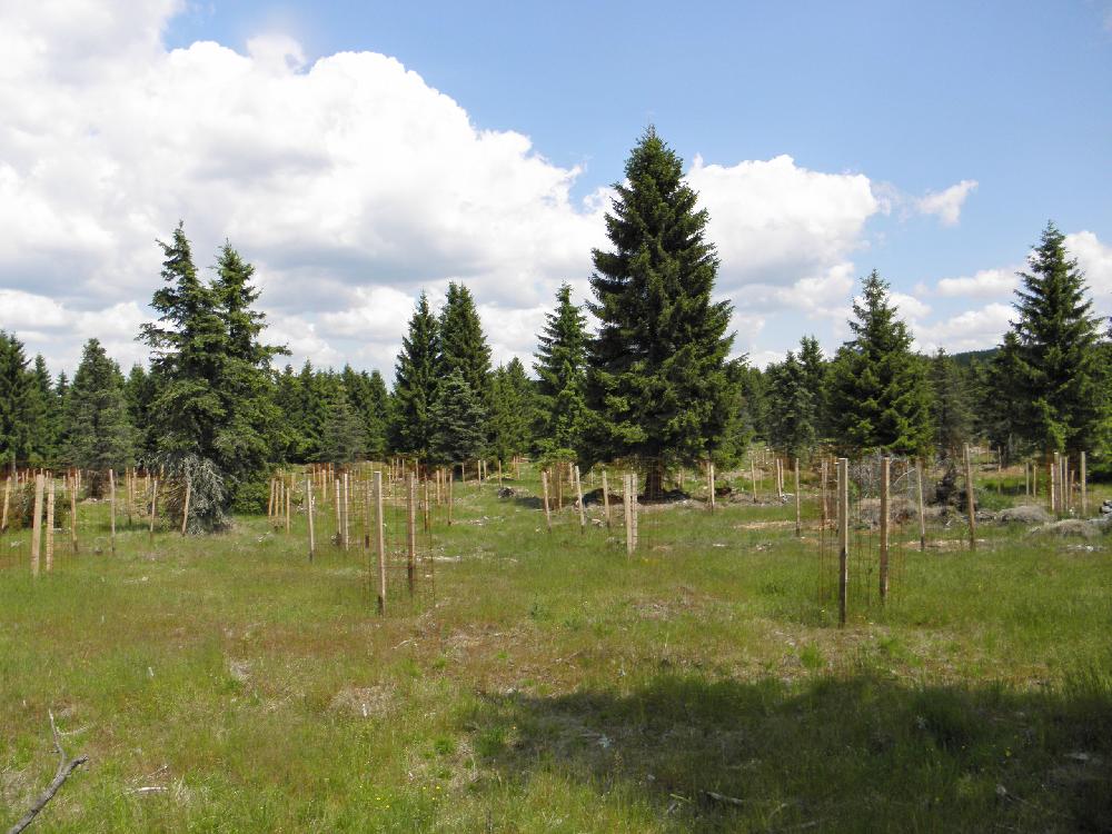 Nov� v�sadba v obo�e Fl�je. (Kru�n� hory)