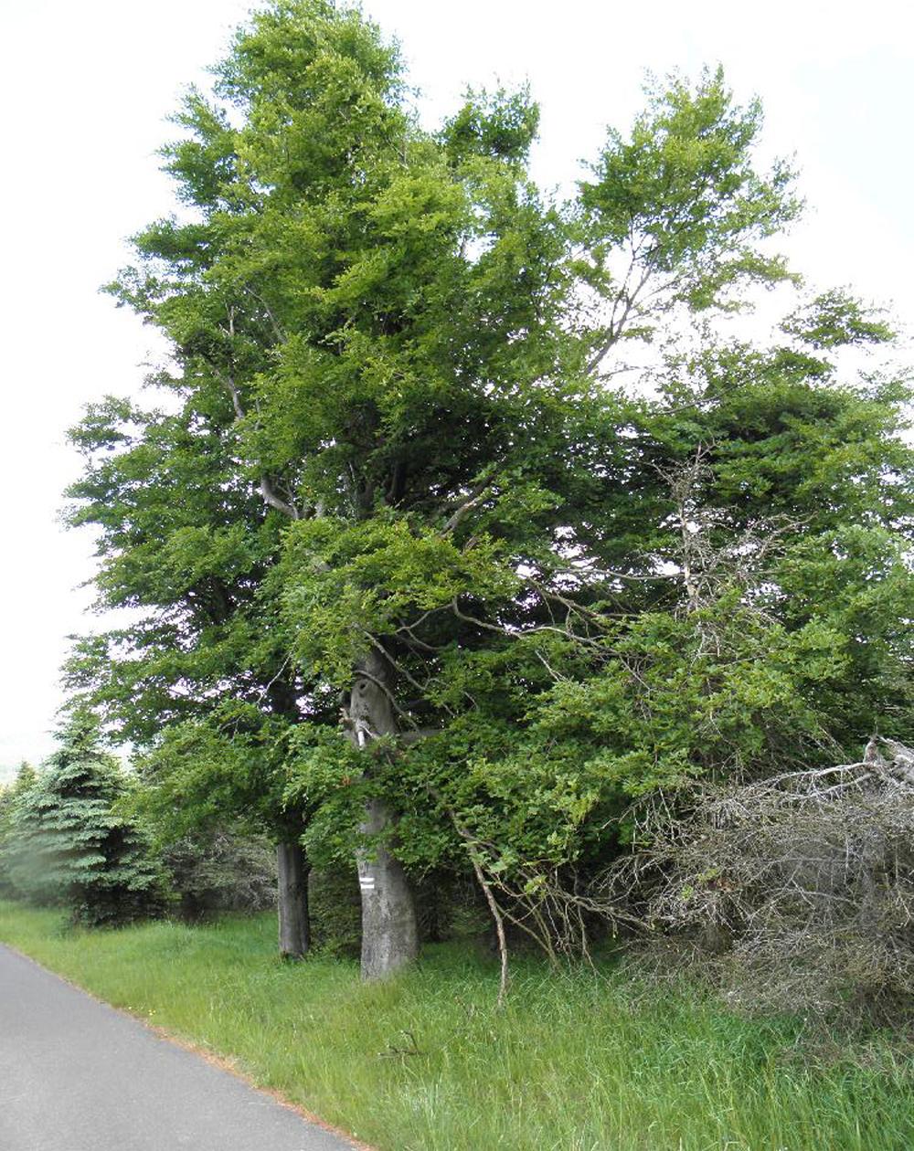 strom s v�trem deformovanou korunou (Kru�n� hory)