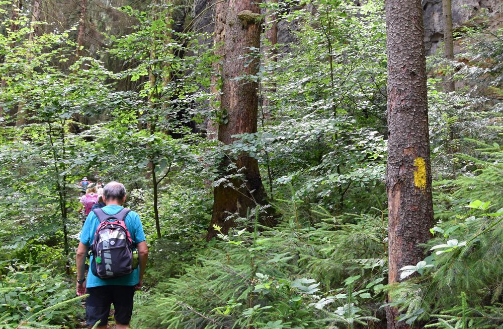 Lesn� stezka - Forststeig Elbsandstein - Labsk� p�skovce.