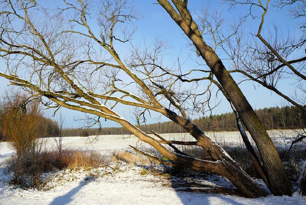 Novoro�n� turistick� pochod Kolem Hofewiese v Sasku u Dr��an.