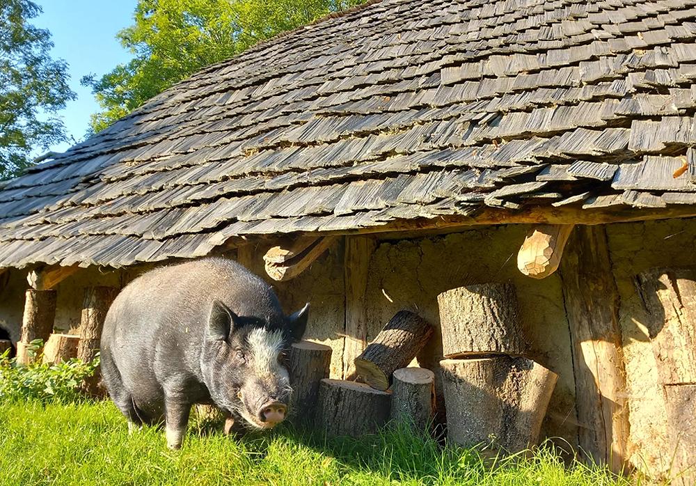Hospod��sk� zv��ata v Archeoskanzenu B�ezno