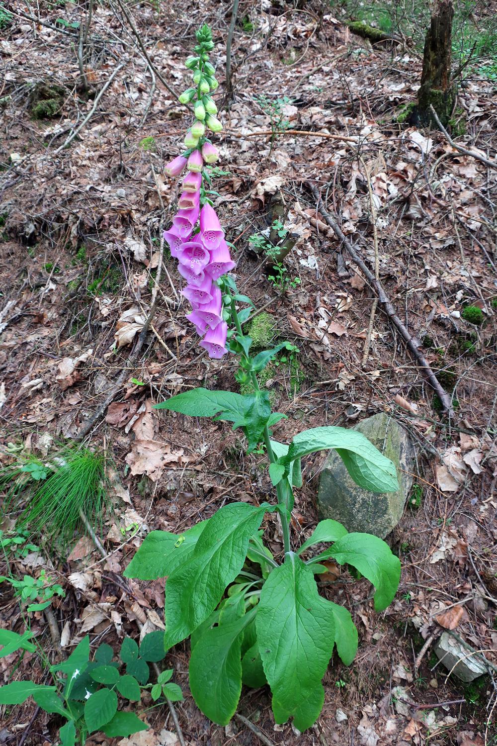 N�prstn�k �erven� (digitalis purpurea)