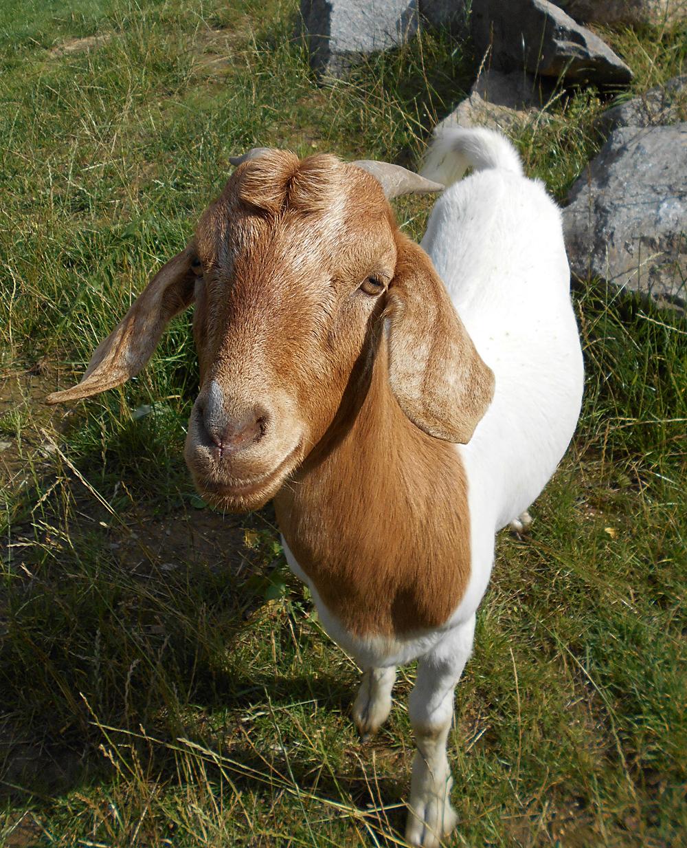 Kozel z Varnsdorfu - minizoo pivovaru Kocour.