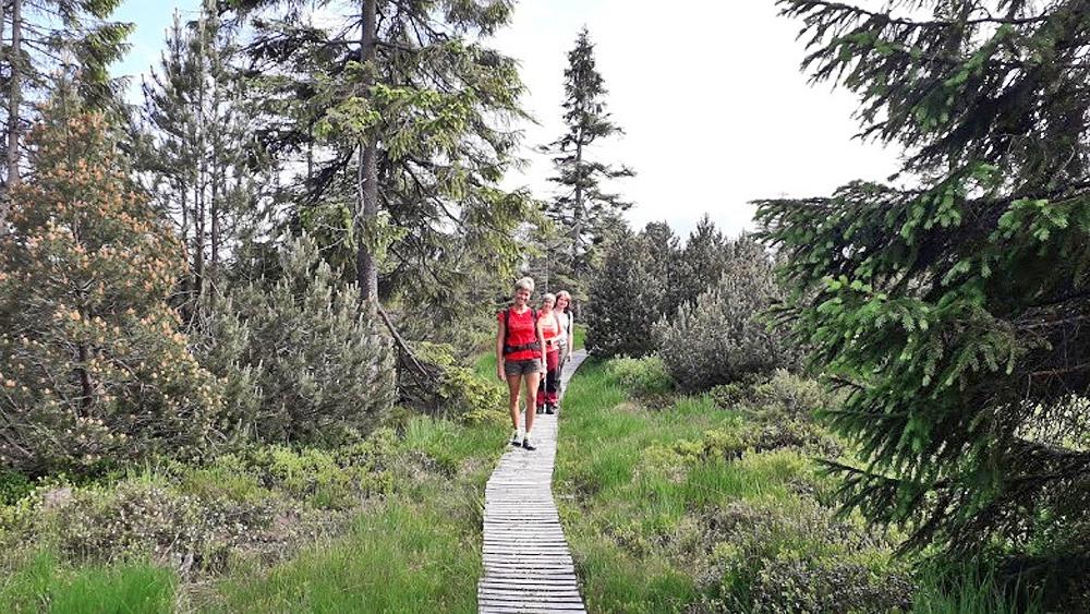 C�noveck� ra�elini�t� - Georgenfelder Hochmoor