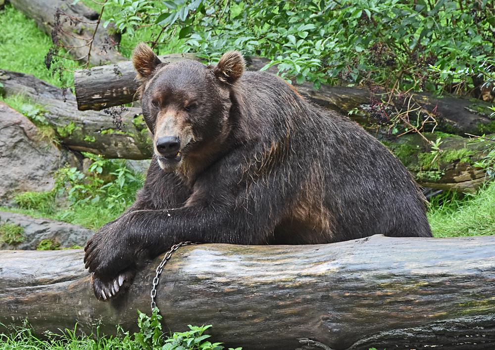 Zoo D���n - medv�d kam�atsk�.