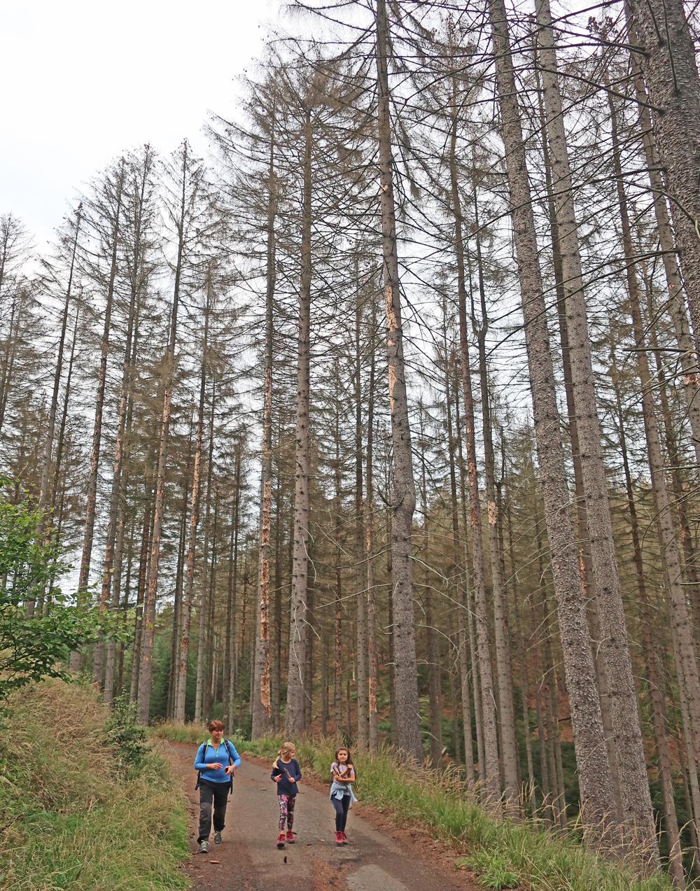 Omezen� na tras�ch NP �esk� �v�carsko - okol� Doubice