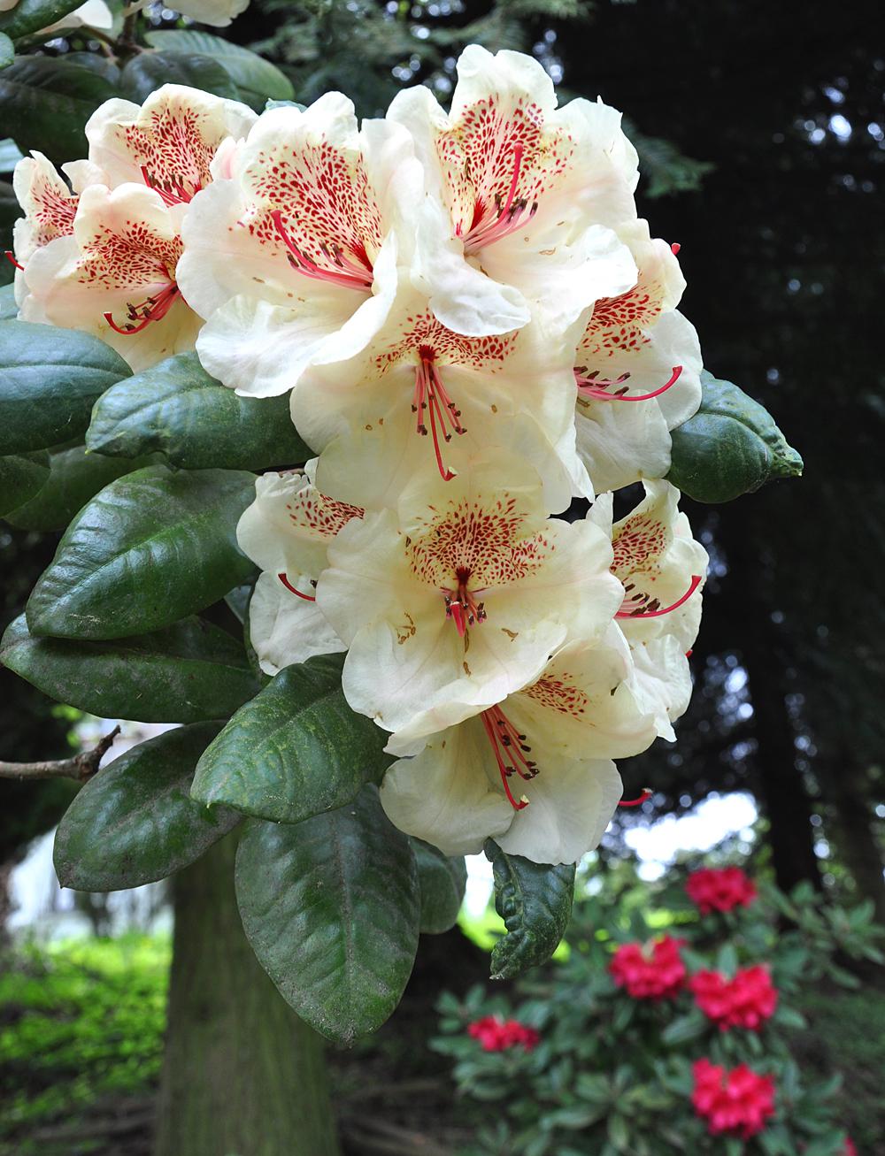 Fritscheho arboretum ve Sn�n� u Kr�sn� L�py