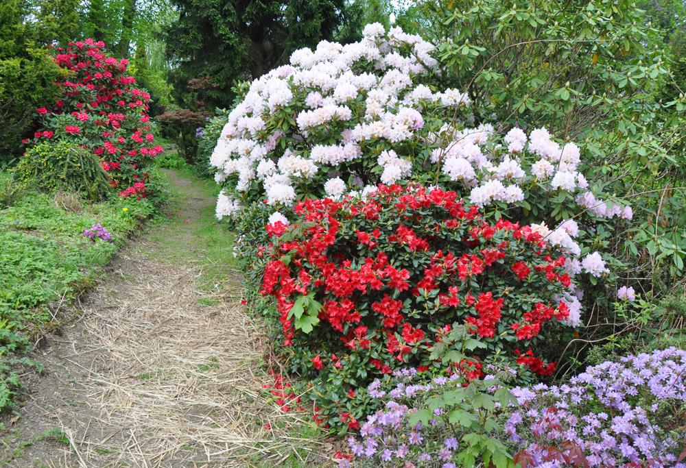 Fritscheho arboretum ve Sn�n� u Kr�sn� L�py