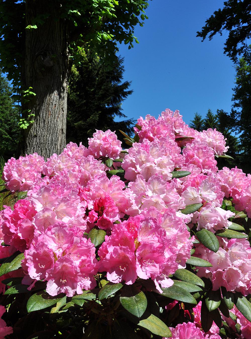 Fritscheho arboretum ve Sn�n� u Kr�sn� L�py