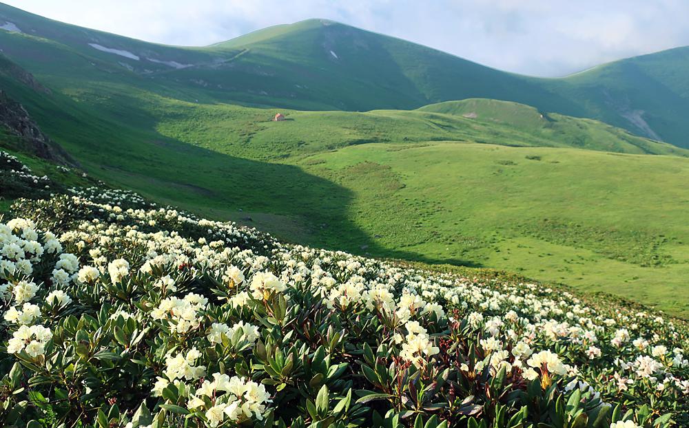 P�ni�n�k (rododendron) na Mal�m Kavkazu - Gruzie