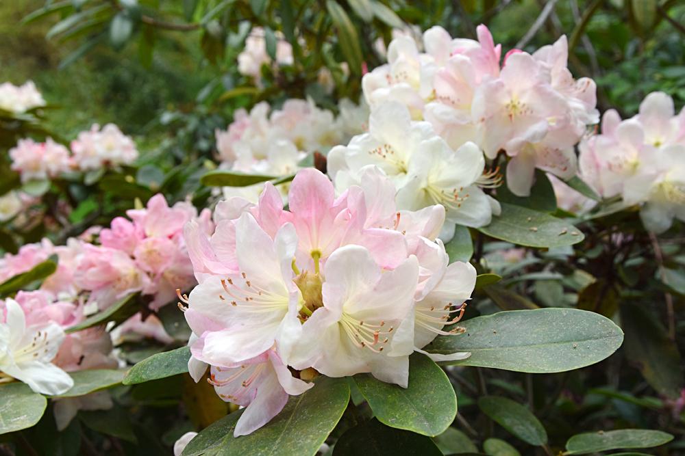 Arboretum Sn�n� - �esk� nizozem�.