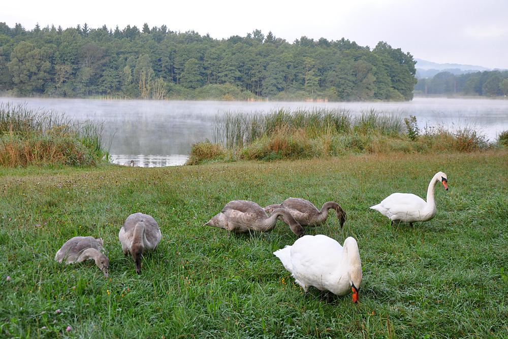 Labut� rodinka u Ole�sk�ho rybn�ka.