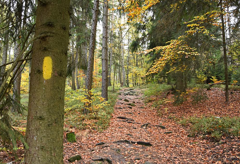Lesn� stezka Forststeig Elbsandstein na Gro�er Zschirnstein.