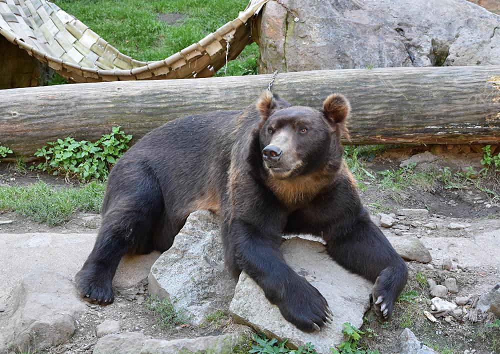 Medv�d Kam�atsk� - ZOO D���n.