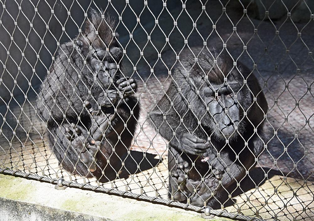 Opice v ZOO D���n.