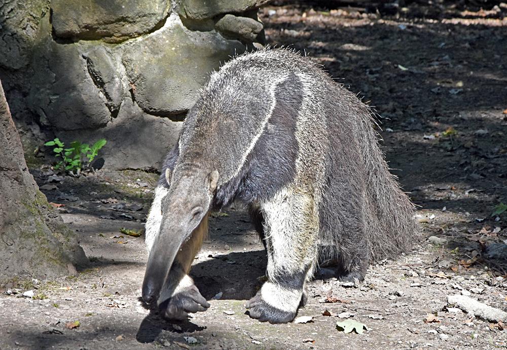 Nepochybn� jeden z nejpodivn�j��ch obyvatel� ZOO D���n. Mravene�n�k velk�.