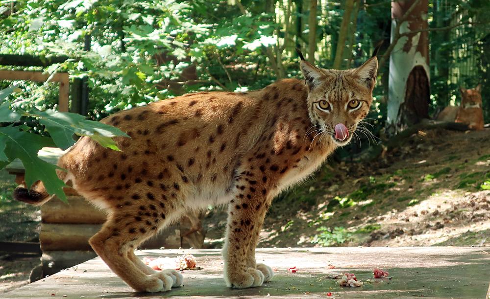 Rys - ZOO D���n