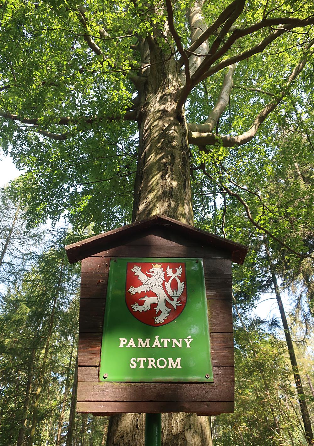 Buk pod Trojhorou - �esk� st�edoho��.