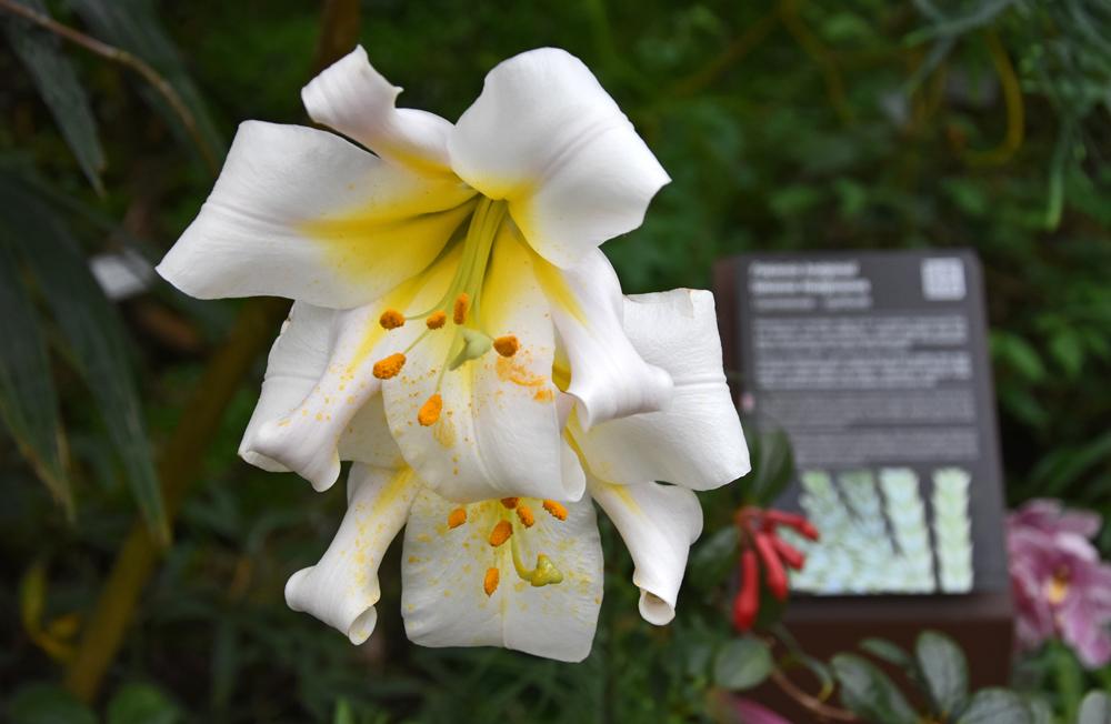 Botanick� zahrada Teplice - kvetouc� exempl��.